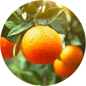 Bitter orange peel essence