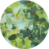 Eucalyptus leaf essence