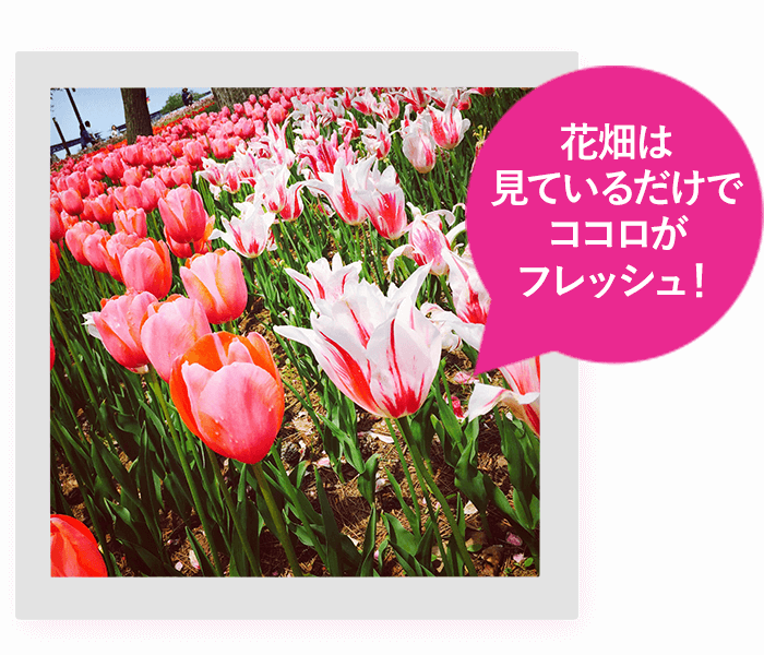 花畑は見ているだけでココロがフレッシュ！