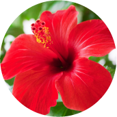 Hibiscus essence